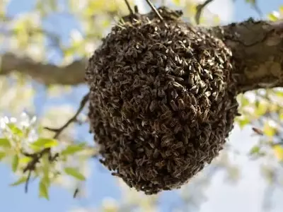 El misterioso baile de las abejas: ¿cómo nace una nueva colonia?