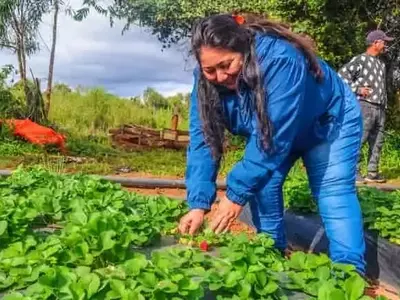 Fomento de la Fresa Orgánica en Paraguay: Bioinsumos para Optimizar la Producción y Minimizar Costos