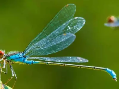 Guía Completa para un Jardín Vibrante: Atraer Libélulas y Maximizar sus Ventajas