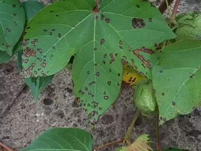 Avances Genéticos en la Resistencia del Algodón al Tizón Bacteriano