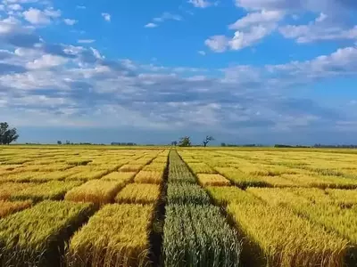 Optimización del rendimiento del trigo: una estrategia integral