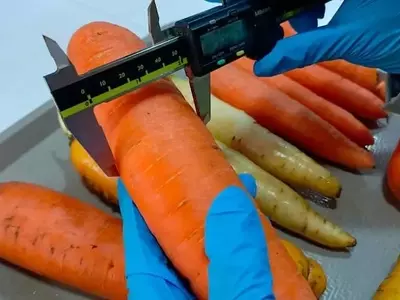 Un nuevo estudio revela que las zanahorias «imperfectas» son ricas en antioxidantes