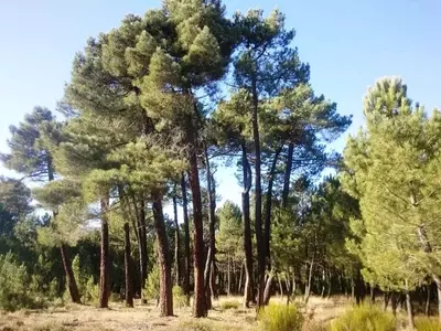 El Precio Ecológico de las Reforestaciones: Un Análisis Crítico de las Plantaciones Forestales