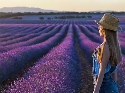 Festival de la Lavanda de Brihuega: Una Década de Aromas y Melodías