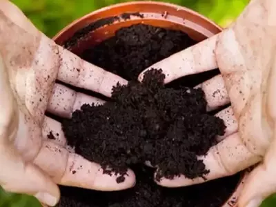 Detectando la Agonía del Sustrato: Señales Clave para la Salud de tus Plantas