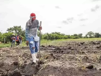 Severa sequía amenaza la agricultura y ganadería de El Salvador