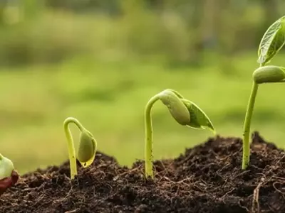 Guía Experta para Rescatar Plantas con Problemas: Identificación y Soluciones Efectivas
