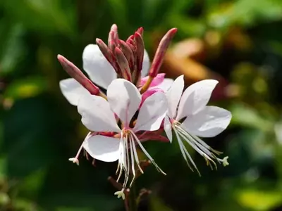 La Gaura Lindheimeri: Un Tesoro Botánico para tu Jardín