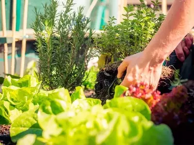 Dominando la Siembra de Semillas: Claves para el Éxito en tu Jardín