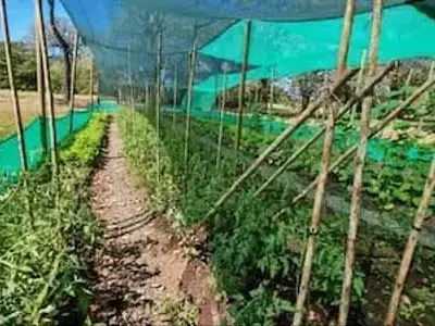 Innovador Proyecto Agrícola en Costa Rica Revoluciona el Cultivo con Menos Agua y Mayor Rapidez