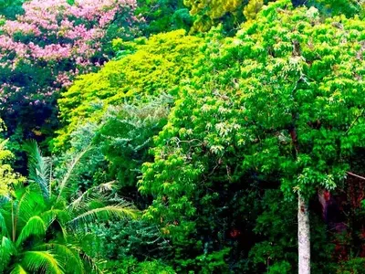 Evaluación del Potencial de Biodiversidad Forestal: El Índice IBP