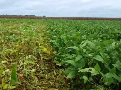 Avances Científicos Contra el Nematodo del Quiste de la Soja: Una Nueva Estrategia de Defensa