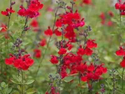 Salvia greggii: Una joya floral para tu jardín