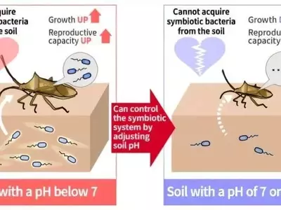 El pH del suelo: Factor clave en los brotes de chinches del arroz