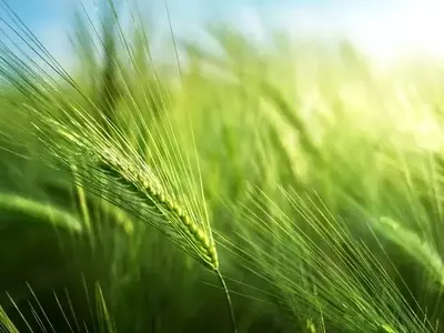 Cosecha de Cebada en Salamanca: Rendimientos Variables y Preocupaciones Agrícolas