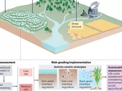 Innovadora estrategia busca neutralizar metales pesados en cultivos de arroz