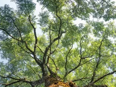 Árboles Ornamentales con Raíces No Invasivas para Jardines Urbanos