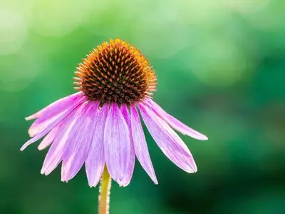 La Revolución Botánica en la Moda: El Renacimiento de los Tintes Naturales