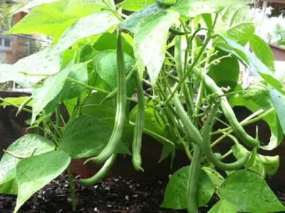 Secretos para un Cultivo Exitoso de Judías: Evitando la Ausencia de Vainas