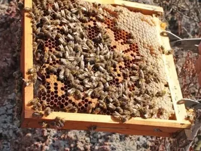 España Impulsa la Diversidad Genética Apícola con la Abeja Negra Canaria