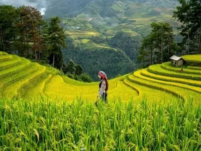 Los arrozales duplican sus emisiones de gases de efecto invernadero y su impacto climático