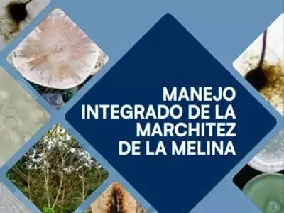 Estrategias Integrales Contra la Marchitez de la Melina en Costa Rica