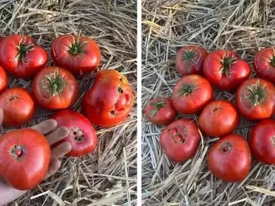 Un Legado Cultivado: El Resurgimiento de Tomates Antiguos
