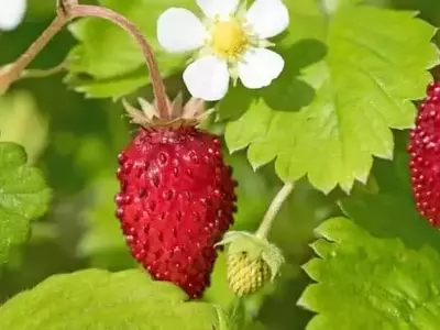 La Falsa Fresa: Un Engaño Natural en el Jardín