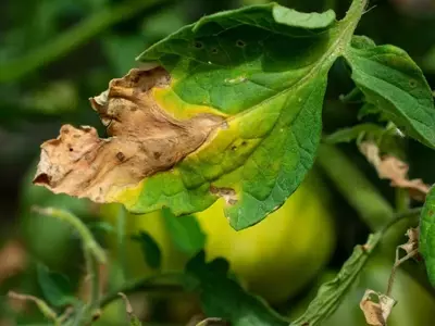 Cuidado con el exceso: cómo identificar y solucionar la sobrefertilización en tus plantas