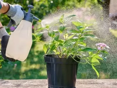 Cuidado de Plantas en Macetas Durante el Verano: Estrategias Esenciales para el Calor Extremo