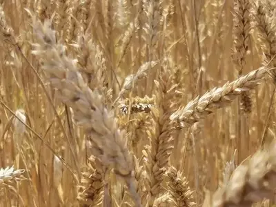 Científicos chinos descubren variedad de trigo con gran tolerancia a la salinidad del suelo