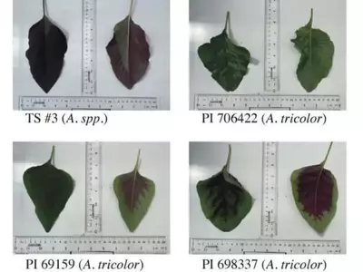 El Amaranto: Un Nuevo Protagonista en la Huerta como Verdura de Hoja Nutritiva
