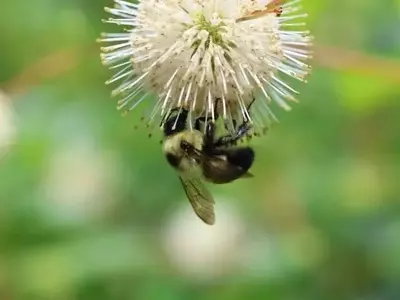 Pesticida de Nueva Generación Altera la Reproducción de Abejorros