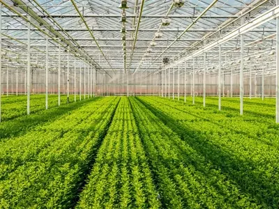Invernaderos: Cultivo Controlado y Beneficios Múltiples