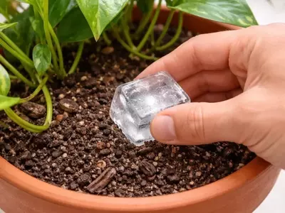 Guía Definitiva para el Riego de Plantas en Olas de Calor