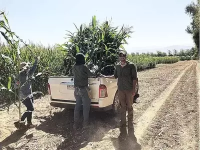 Descubren Característica Genética en el Maíz que Mejora su Resistencia a la Sequía