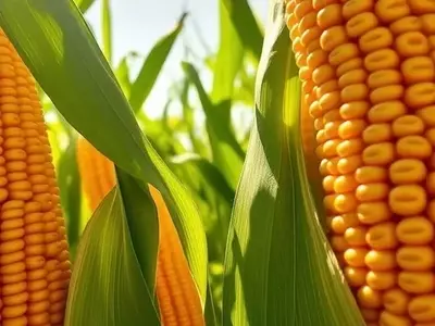 Potenciando el Maíz: Estrategias para Reducir la Brecha de Rendimiento en Argentina