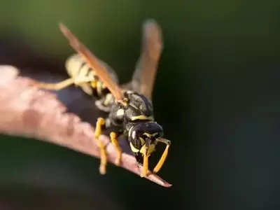 Avispas: Controladoras Naturales de Plagas y Polinizadoras Esenciales