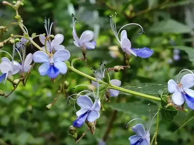 Un Jardín Vibrante: Cómo Atraer Mariposas y Fomentar la Biodiversidad