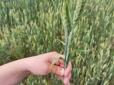 El Trigo: Una Historia de Innovación Agrícola y su Impacto Global