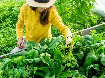 Extend the Shelf Life of Spinach for Enhanced Health Benefits