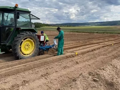 Estrategias de Rotación de Cultivos Tras la Cosecha de Patatas para un Huerto Saludable