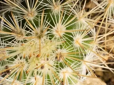Geometría Viva: Una Fusión de Ciencia y Arte en el Mundo de las Suculentas