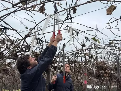 Secretos de la Poda: Claves para el Cuidado y la Vitalidad de tus Plantas