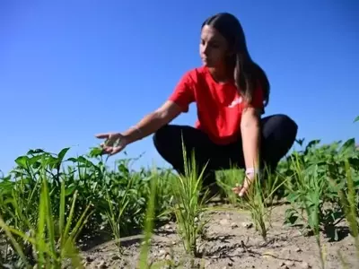 La sequía asola los campos de arroz del Valle del Po