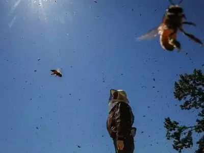 La apicultura surcoreana en crisis: el cambio climático altera la producción de miel