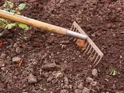 Innovación Agrícola: Microbiomas del Suelo contra Hongos Fitopatógenos