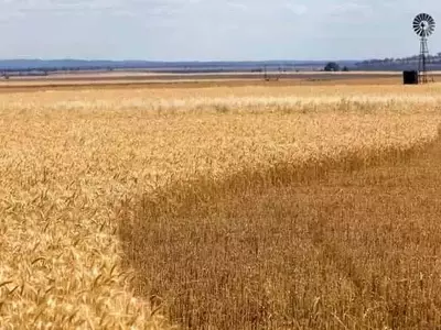 El Futuro del Trigo: Un Análisis de su Adaptación y Evolución