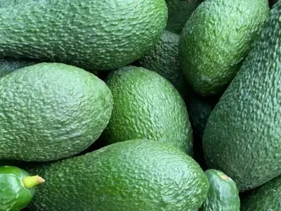 Aguacate Ecológico en España: Un Compromiso con el Sabor, la Salud y la Sostenibilidad