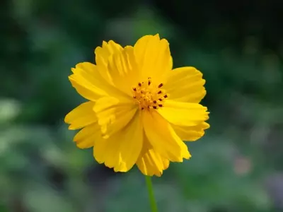 Guía Definitiva para el Cultivo de Cosmos: Flores Radiantes con Mínimo Esfuerzo
